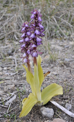 Himantoglossum robertianum