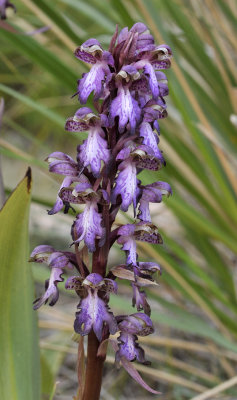 Himantoglossum robertianum. Closer.