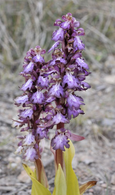 Himantoglossum robertianum. Closer.