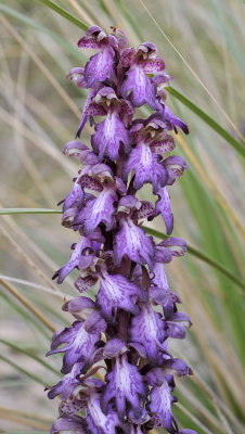 Himantoglossum robertianum. Closer.