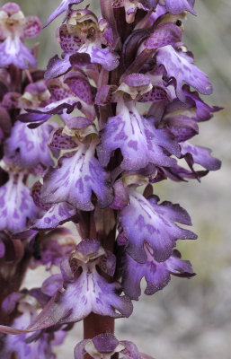 Himantoglossum robertianum. Close-up.