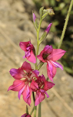 Gladiolus_communis._Closeup.jpg