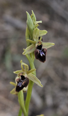 Ophrys sphegodes subsp. atrata. x Ophrys balearica.