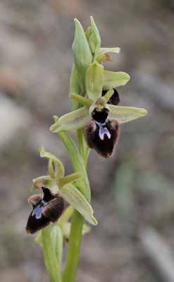 Ophrys_incubacea_x_balearica._Closer.2.jpg
