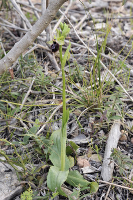 Ophrys_incubacea_x_balearica.2.jpg