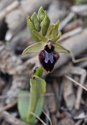 Ophrys_incubacea_x_balearica.3.jpg