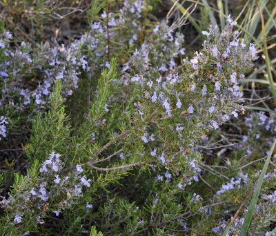 Rosmarinus_officinalis.jpg