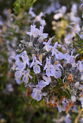 Rosmarinus_officinalis._Closeup.2.jpg