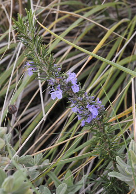 Rosmarinus_officinalis._Closer.jpg