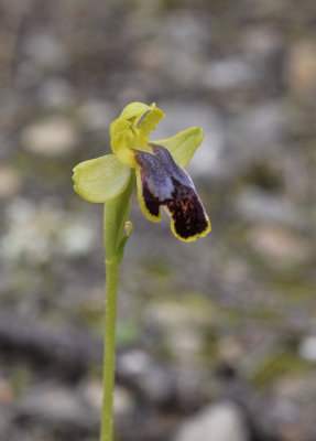 Ophrys fabrella. Closer.