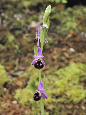 ophrys_argolica.jpg