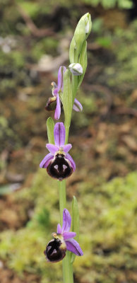 ophrys_argolica.2.jpg