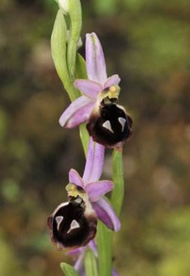 ophrys_argolica._Closer.2.jpg
