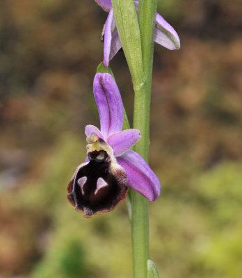 ophrys_argolica._Closer.jpg