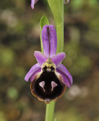 ophrys_argolica._Closeup.2.jpg