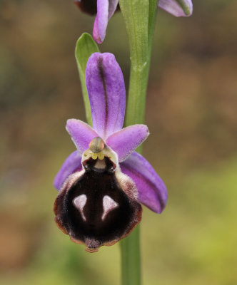 ophrys_argolica._Closeup.jpg