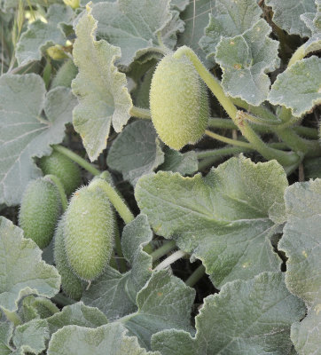 Ecbalium_elaterium._fruits.jpg