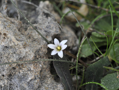 Romulea columnae subsp. assumptionis