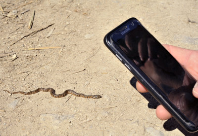 snake_and_phone.jpg