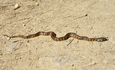 snake.2.jpg