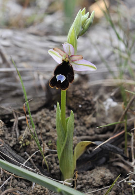 Ophrys  flavicans