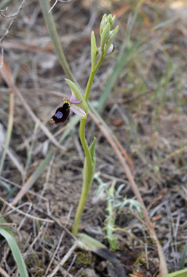 Ophrys  flavicans