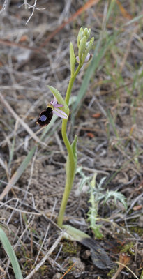 Ophrys  flavicans