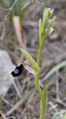 Ophrys  flavicans. Closer.