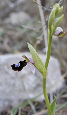 Ophrys  flavicans. Closer.