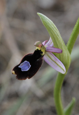 Ophrys  flavicans. Close-up.
