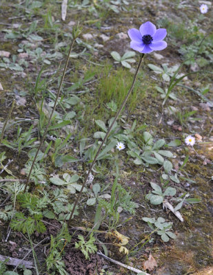 Anemone_coronaria.jpg
