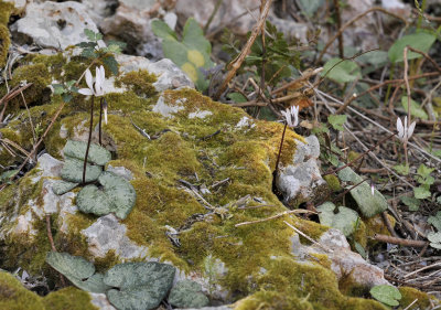 Cyclamen_balearicum.jpg