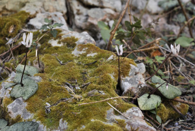 Cyclamen_balearicum.4.jpg