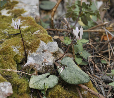 Cyclamen_balearicum.6.jpg