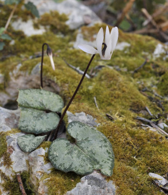Cyclamen_balearicum.5.jpg