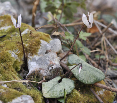 Cyclamen_balearicum.3.jpg