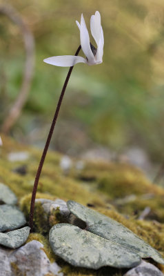 Cyclamen_balearicum.2.jpg