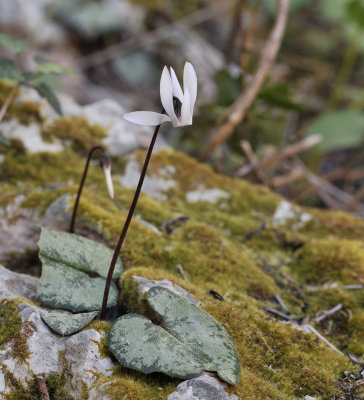 Cyclamen_balearicum._Closer.jpg