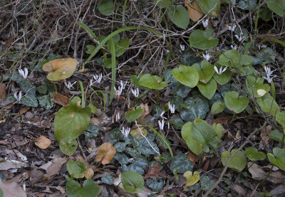 Cyclamen_balearicum.jpg