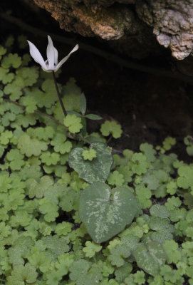 Cyclamen_balearicum.4.jpg
