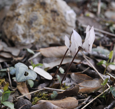 Cyclamen_balearicum.3.jpg