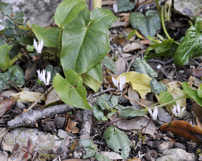 Cyclamen_balearicum.2.jpg