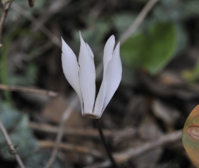 Cyclamen_balearicum._Closeup.jpg