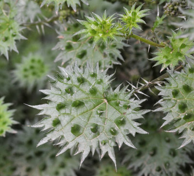 Urtica bianorii. Close-up leaf.