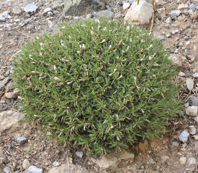 Astragalus_balearicus.jpg