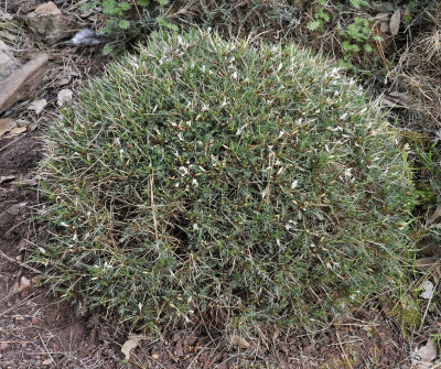 Astragalus_balearicus.2.jpg