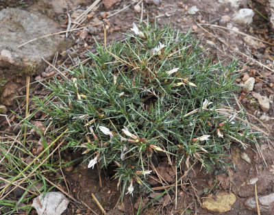 Astragalus_balearicus.3.jpg