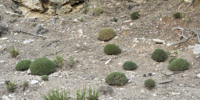 Astragalus_balearicus.4.jpg