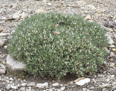 Astragalus_balearicus.5.jpg