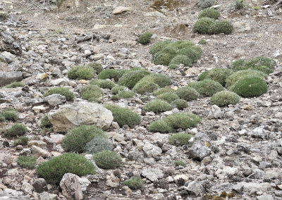 Astragalus_balearicus.6.jpg